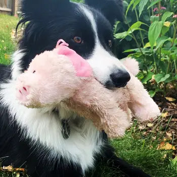 Tennis Ball Pig Dog Toy